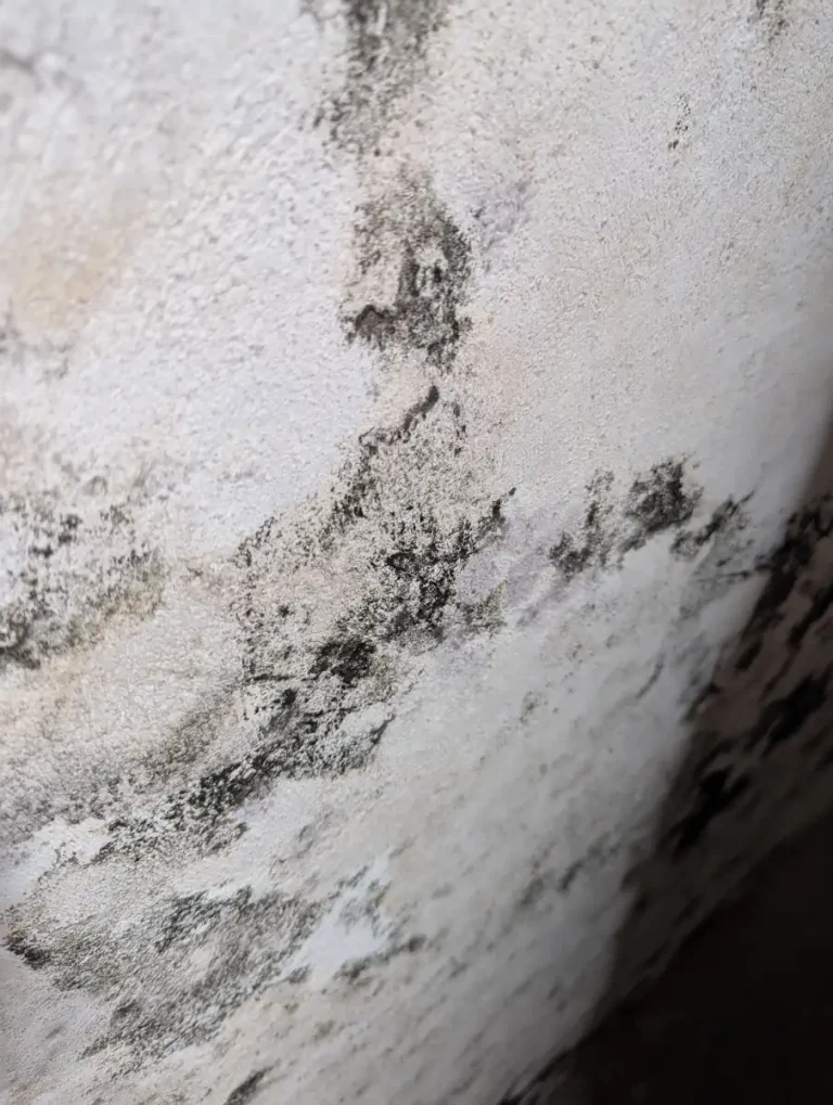Schimmel an Kellerwand
